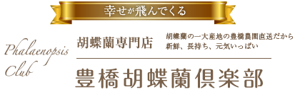 胡蝶蘭専門店 豊橋胡蝶蘭倶楽部